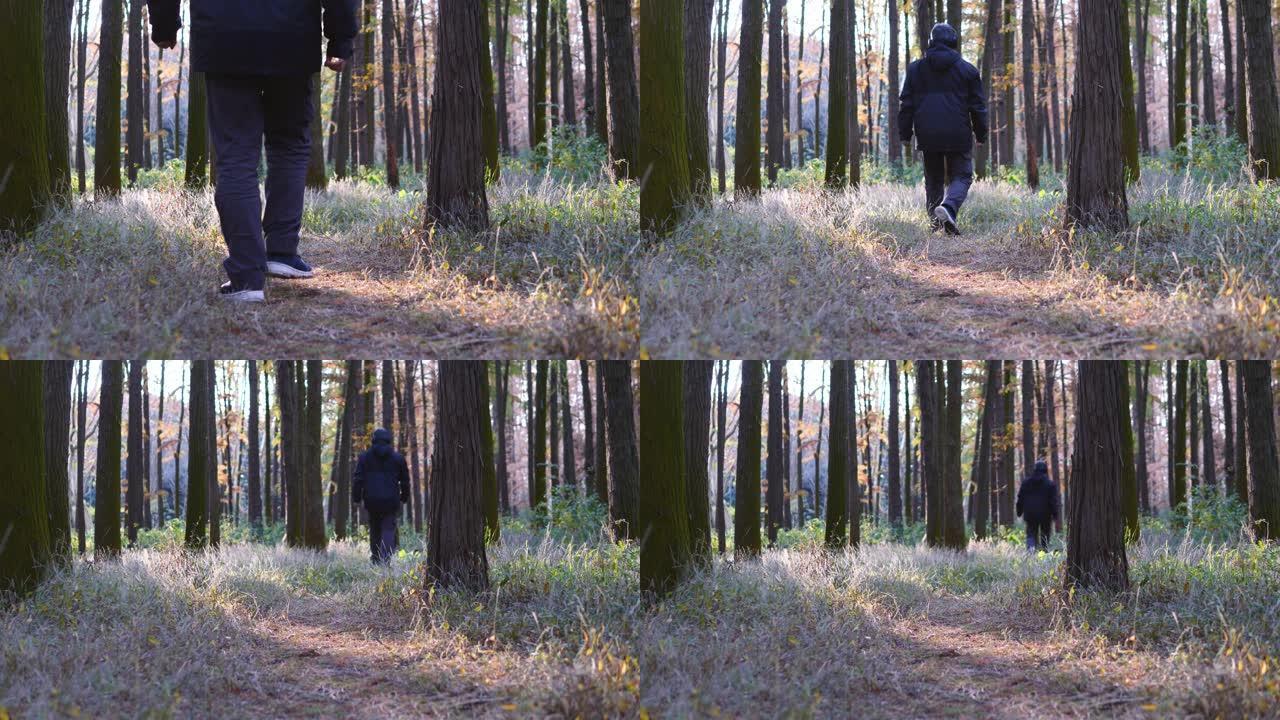 在森林中行走的人的后视图，直到在阳光明媚的傍晚消失，步行，慢动作4k镜头。