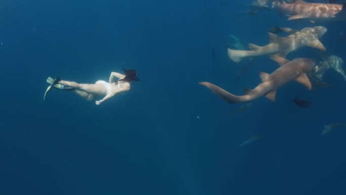 和鲨鱼一起游泳。穿着白色比基尼的女人在热带海洋中与鲨鱼一起游泳