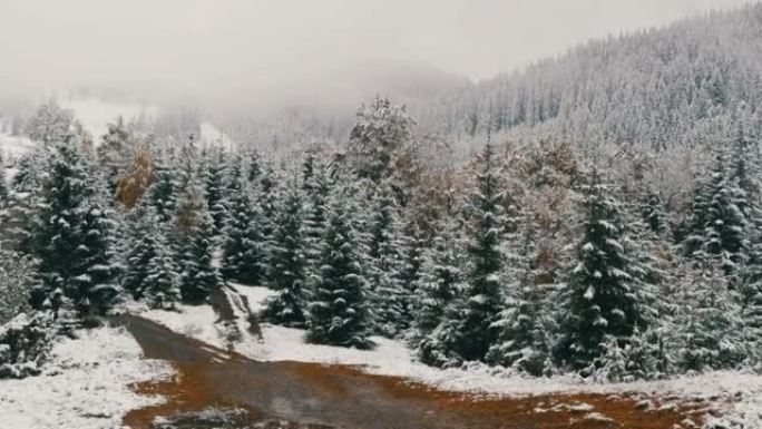喀尔巴阡山脉中松树的平静和平图片，覆盖着大片的第一雪