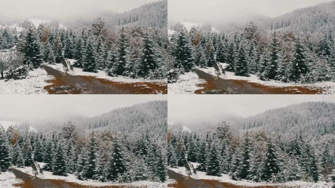 喀尔巴阡山脉中松树的平静和平图片，覆盖着大片的第一雪