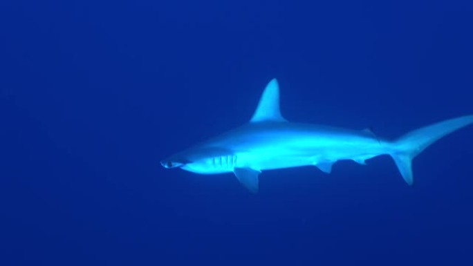 深蓝色的锤头鲨