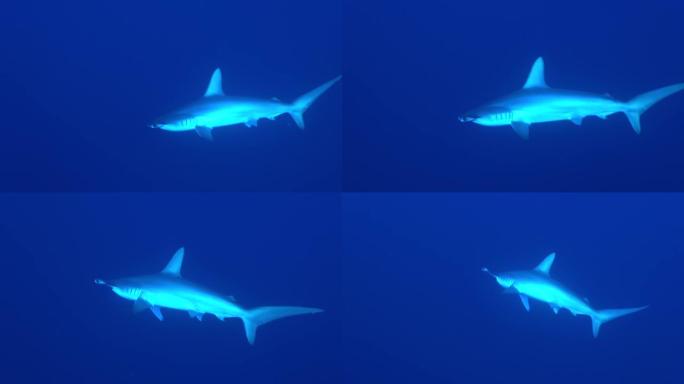 深蓝色的锤头鲨
