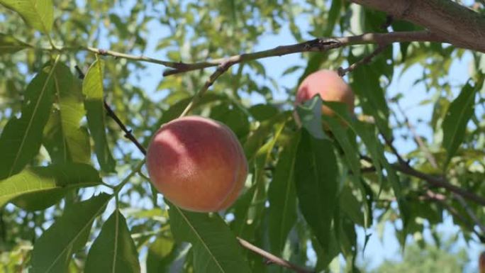 在夏季自然的背景下，桃树树枝上成熟的大桃。