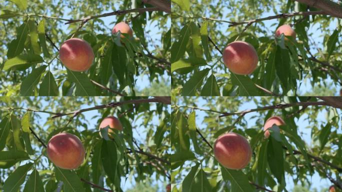 在夏季自然的背景下，桃树树枝上成熟的大桃。