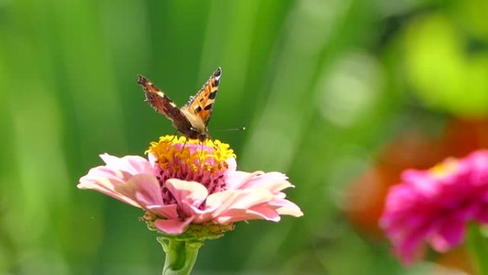粉红花上的蝴蝶，百日草上的Aglais urticae觅食花蜜