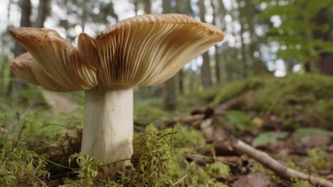 在森林中生长的红菇蘑菇的平移镜头