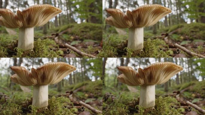 在森林中生长的红菇蘑菇的平移镜头