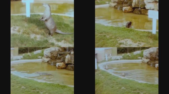 联合王国1960，黄鼠狼在动物园