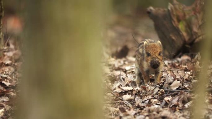 特写年轻的野猪Sus scrofa平静的小猪在深色木材中寻找营养。野生动物宁静的长毛动物场景。在杂食