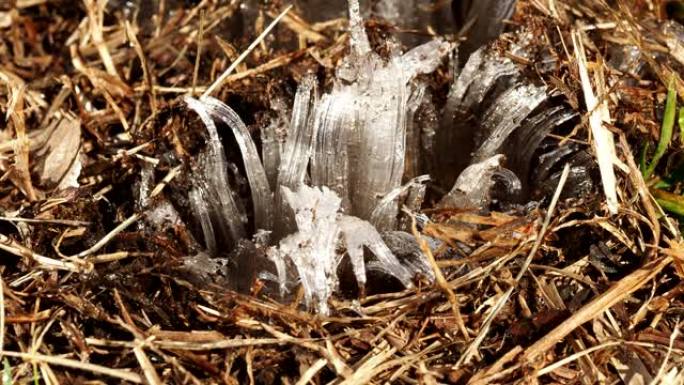 地面上融化的霜冻柱或冰针的特写