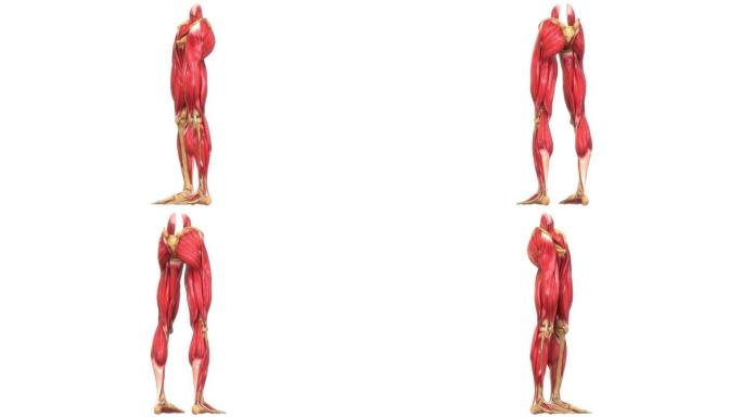 人体肌肉系统腿部肌肉解剖动画概念