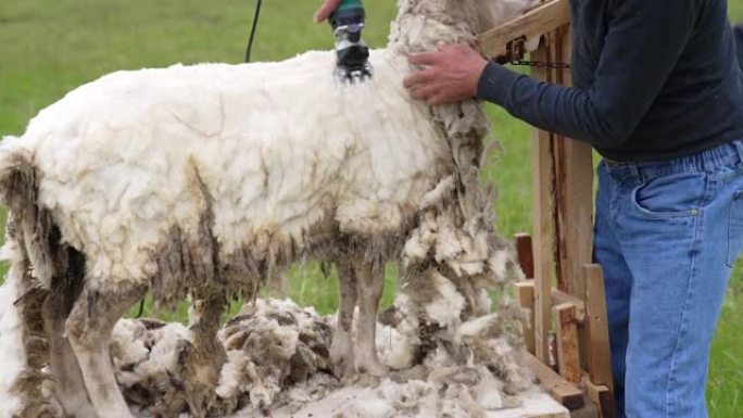 剪白羊的农民。一名工人在户外用一台特殊的电机切割羊的柔软羊毛。剪羊毛用于生产羊毛。