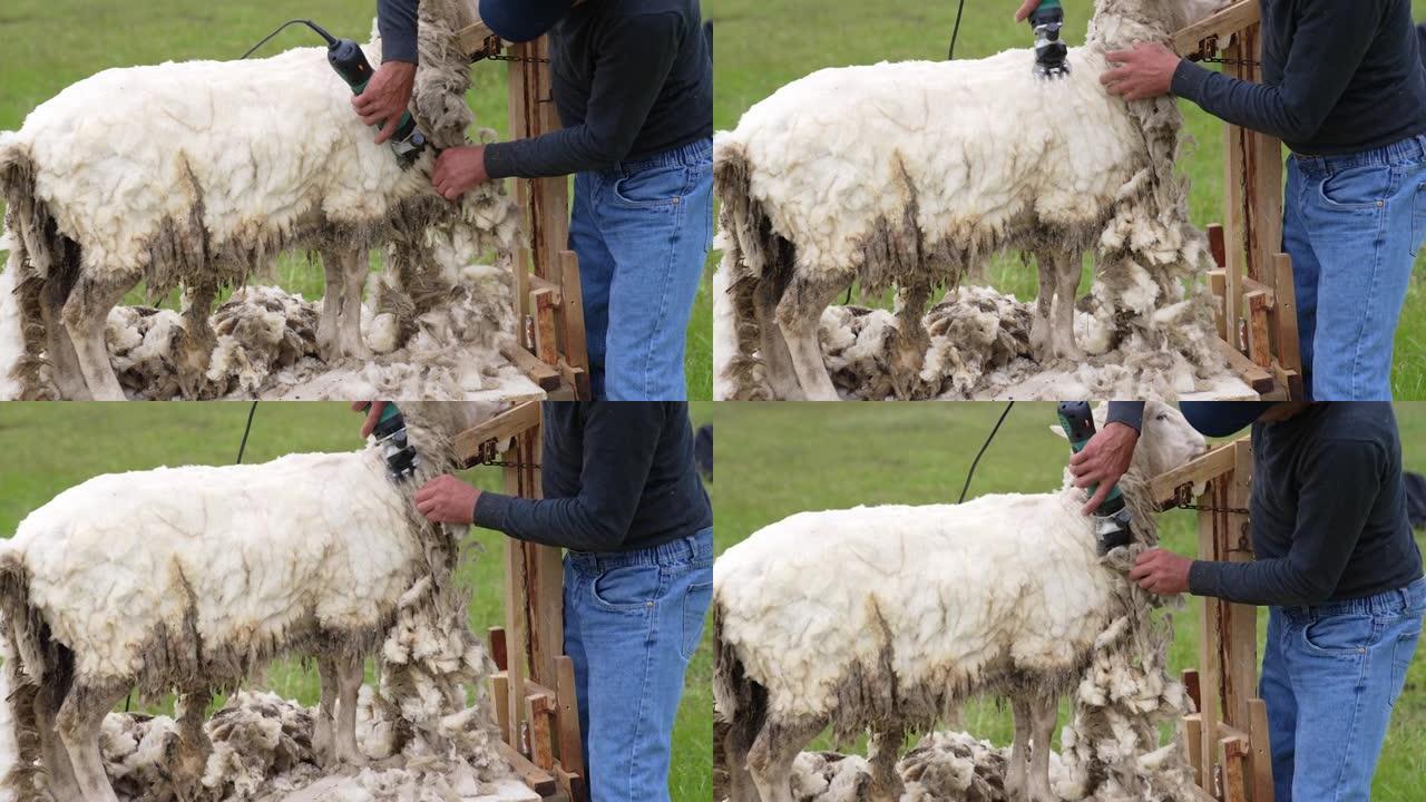 剪白羊的农民。一名工人在户外用一台特殊的电机切割羊的柔软羊毛。剪羊毛用于生产羊毛。