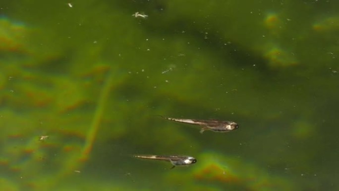 蝌蚪在湖里游泳和潜水。