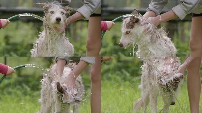狗洗澡 -- 哈士奇和牧羊犬混合被母亲和孩子洗澡，慢动作