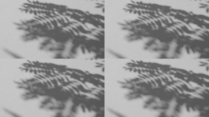 白色混凝土墙背景上吹风覆盖的灰色阴影叶子