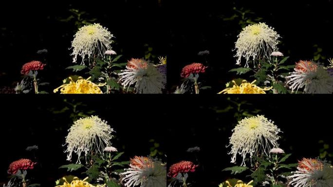 美丽的白菊花像晴天的瀑布，4k实时镜头放大效果。