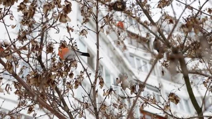 美丽的红胸牛翅雀以树上的相思种子为食。冬季天气春天的开始，背景