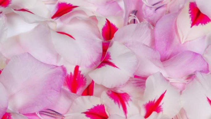 白色粉红色剑兰背景的花瓣。顶视图