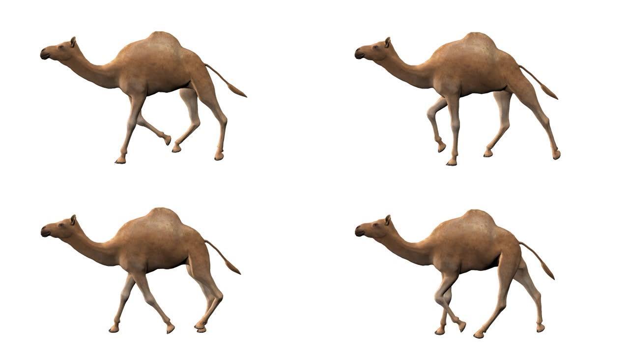 骆驼，循环，动画