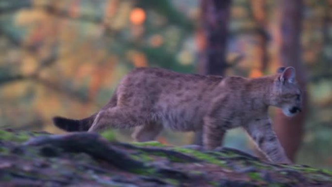 早晨日出时，年轻的美洲狮 (Puma concolor) 美丽而危险地在北美森林的岩石之间穿过树林。