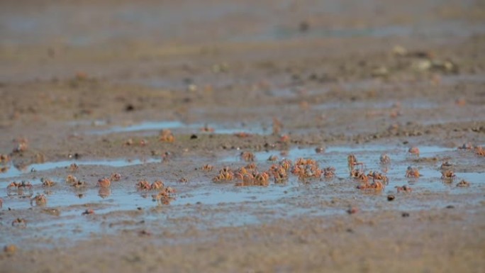 泰国南部沙敦府红树林地区的沙坪上有成千上万的士兵蟹。