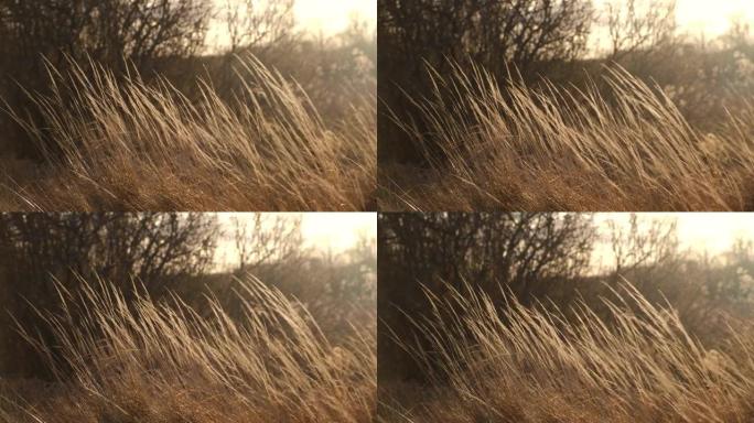 风中的潘帕斯草。干米色芦苇。软聚焦。美丽的秋天潘帕斯草花摇曳。抽象自然视频。风中的潘帕斯草。干米色芦