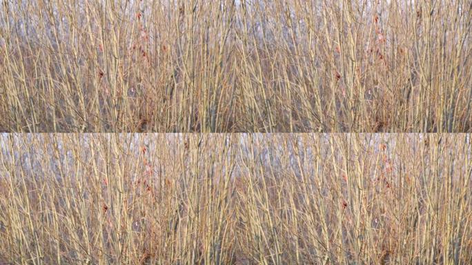 冬日阳光照亮的寒冷天气中的叶子和树枝。棕色茎和树枝图案。天然米色。中性色。选择性聚焦。趋势概念。地球