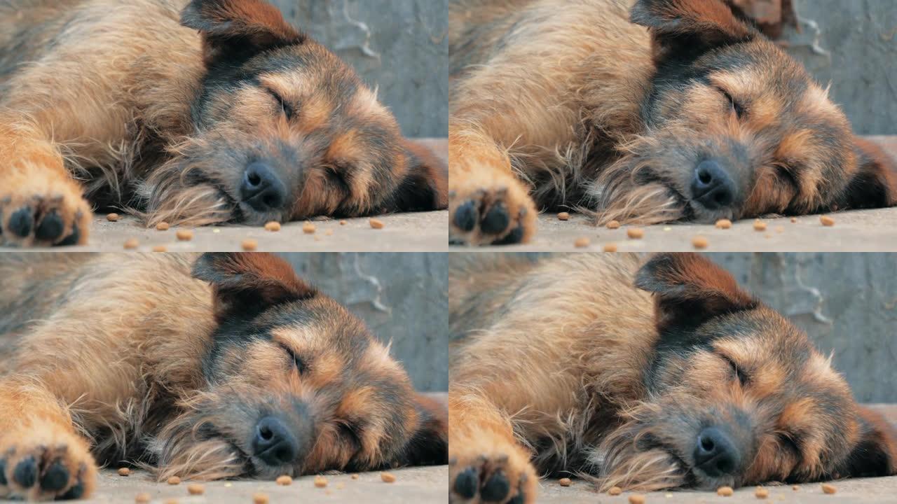 孤独的流浪狗躺在庇护所的地板上，忍受着饥饿的悲惨生活，无家可归。动物庇护所概念