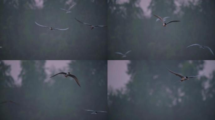 燕鸥狩猎