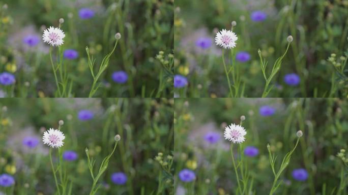 蓝色和白色的花朵矢车菊