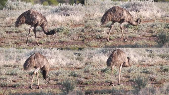 新南威尔士州西部的emu进料的高帧率特写剪辑