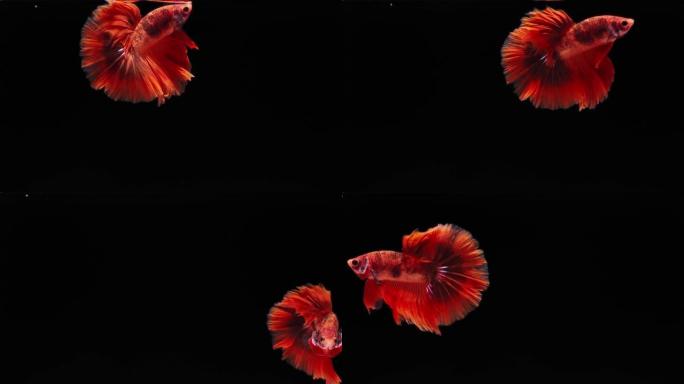 红色连体斗鱼普拉卡特深海鱼类海底小鱼