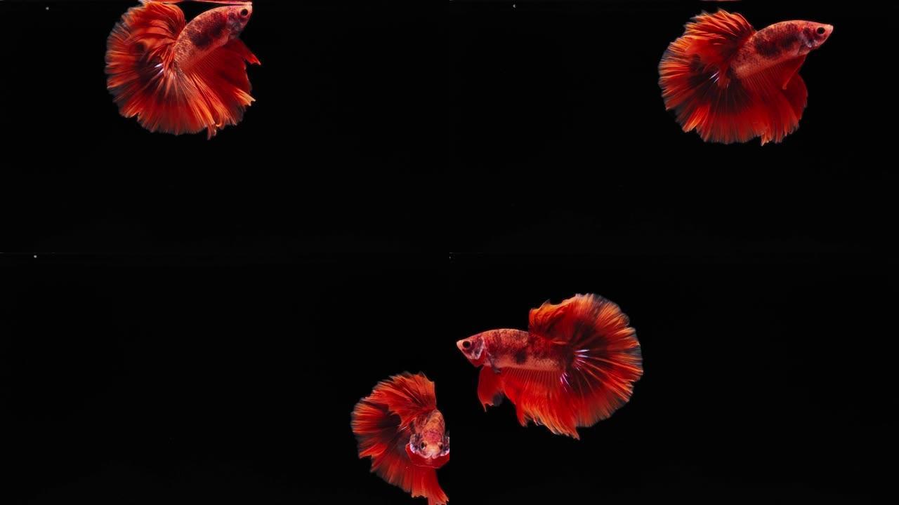红色连体斗鱼普拉卡特深海鱼类海底小鱼