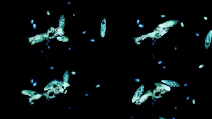 微生物-草履虫群微观世界微生物细小细胞