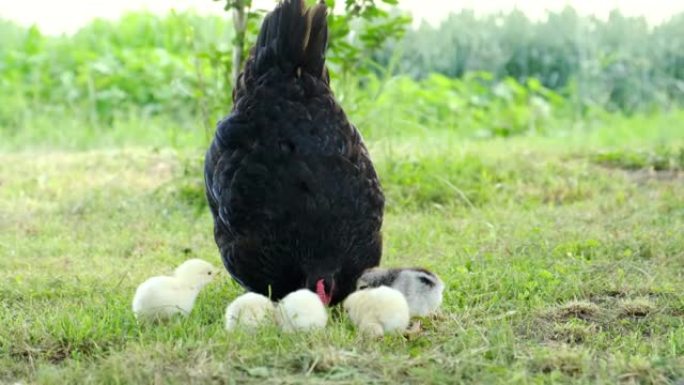 小鸡和妈妈一起在花园里散步，啄草。