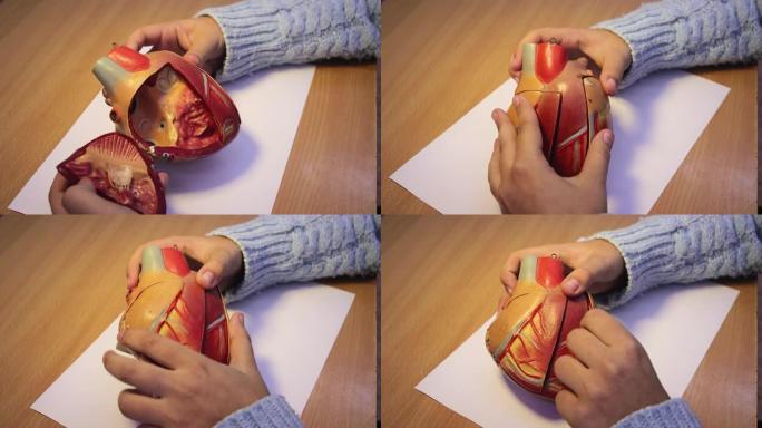 特写瞳孔的手正在检查心脏的生物模型。