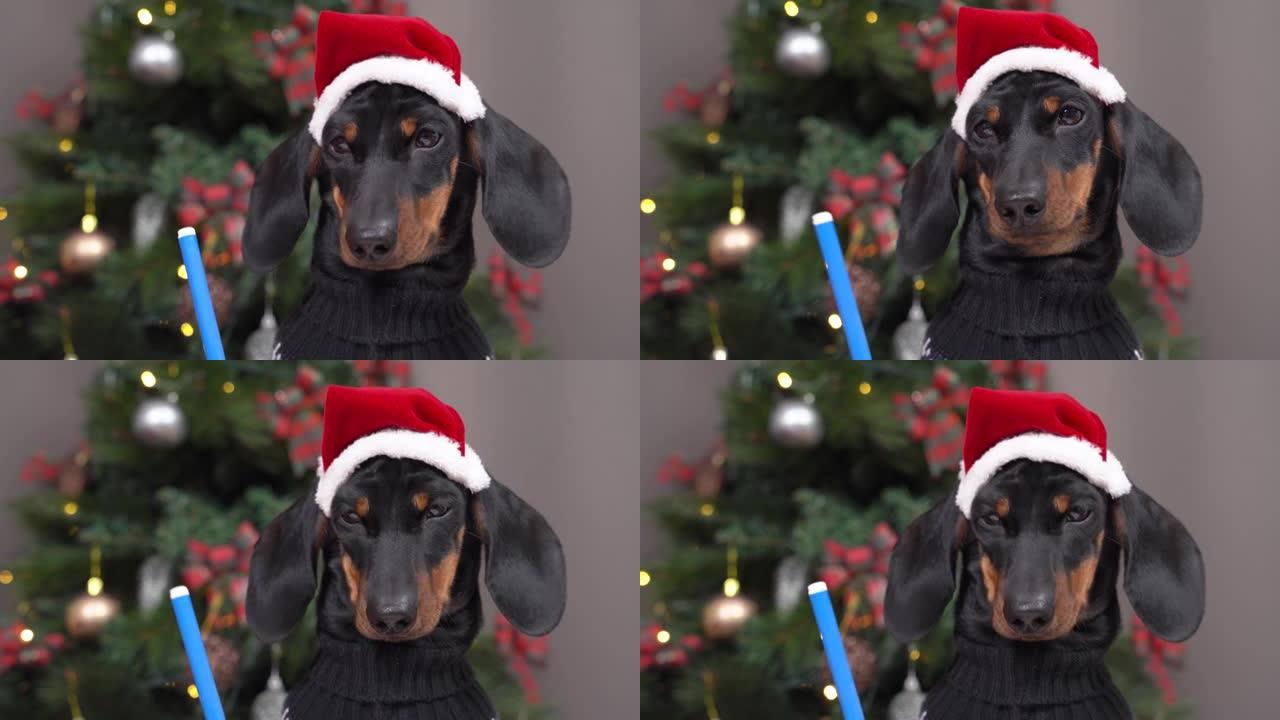 穿着节日帽子和保暖毛衣的可爱的腊肠犬小狗在圣诞节前夕给圣诞老人写信，或给父母画贺卡。房子是为假期装饰