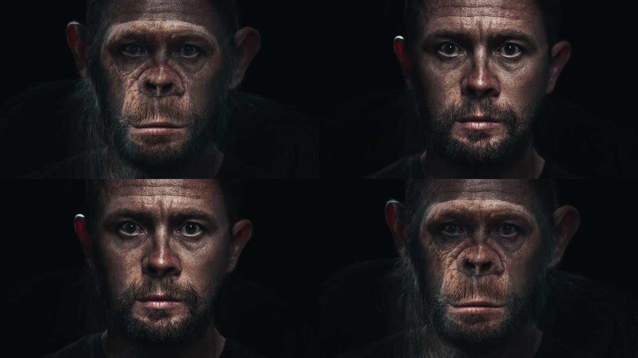 肖像变形。人变成猴子。成年高加索人 (智人) 慢慢变成黑猩猩 (Pan troglodytes)