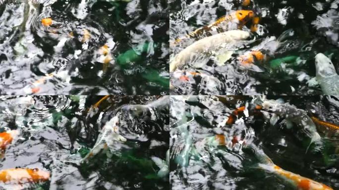 锦鲤，花哨的鲤鱼在上面游泳
