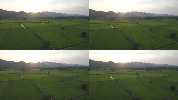 日落时分，在美丽的阳光下飞越稻田