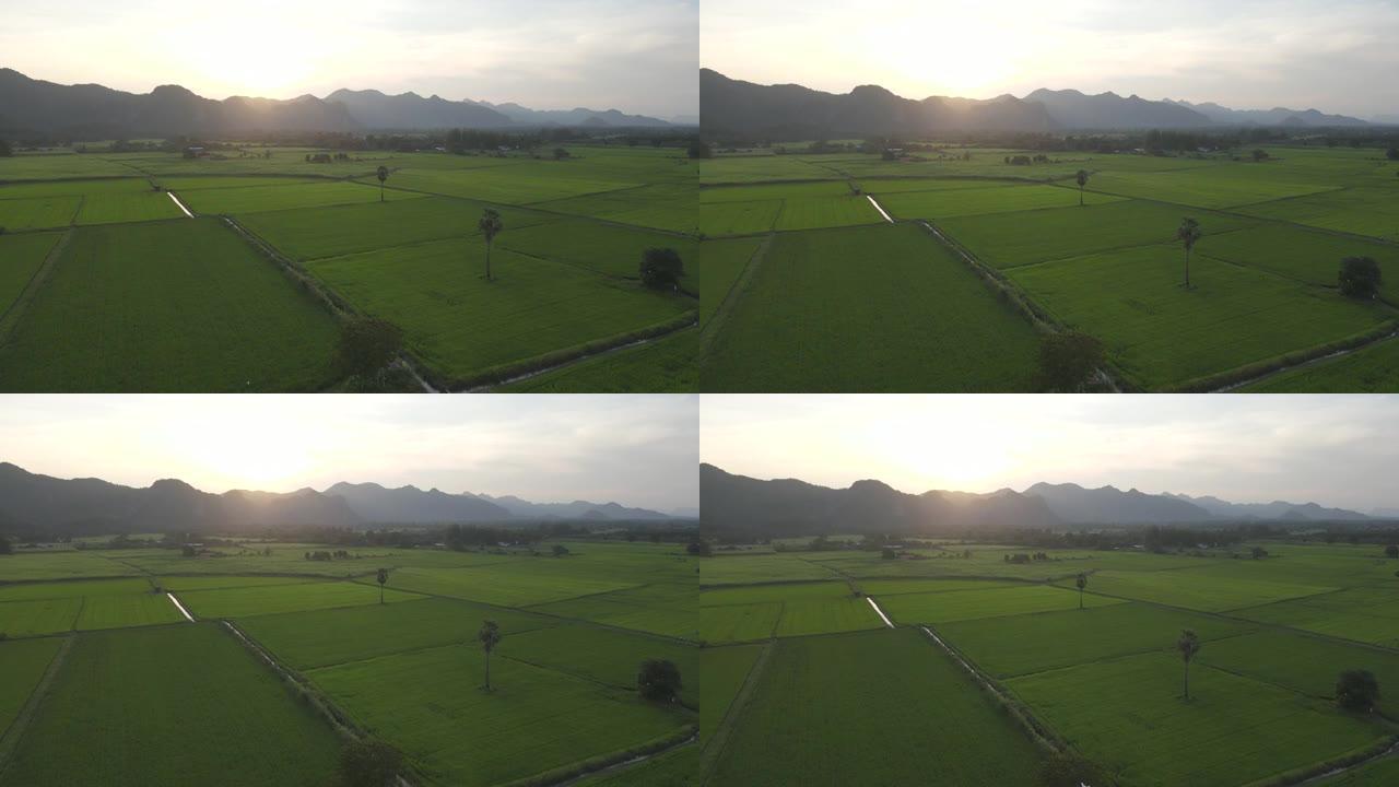 日落时分，在美丽的阳光下飞越稻田