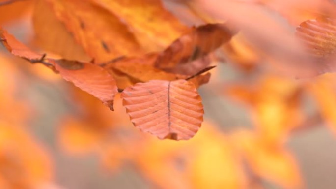 山上秋树随风摇曳秋天到了银杏黄叶枯叶叶子