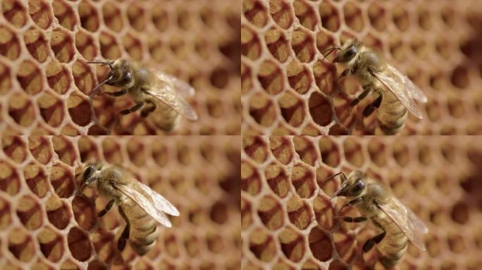 养蜂工人蜜蜂在蜂巢的蜂窝中窥视，细节拍摄