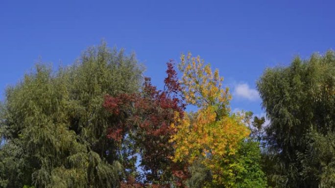 美丽阳光明媚的自然4k视频背景。黄色、绿色和橙色五颜六色的鲜艳的树叶和树枝孤立在晴朗的蓝天背景上，神