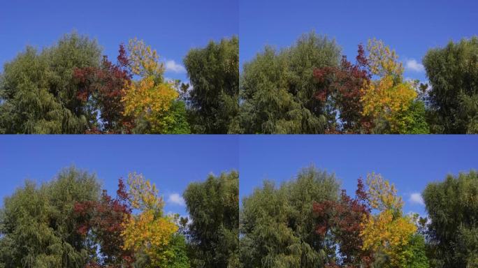 美丽阳光明媚的自然4k视频背景。黄色、绿色和橙色五颜六色的鲜艳的树叶和树枝孤立在晴朗的蓝天背景上，神