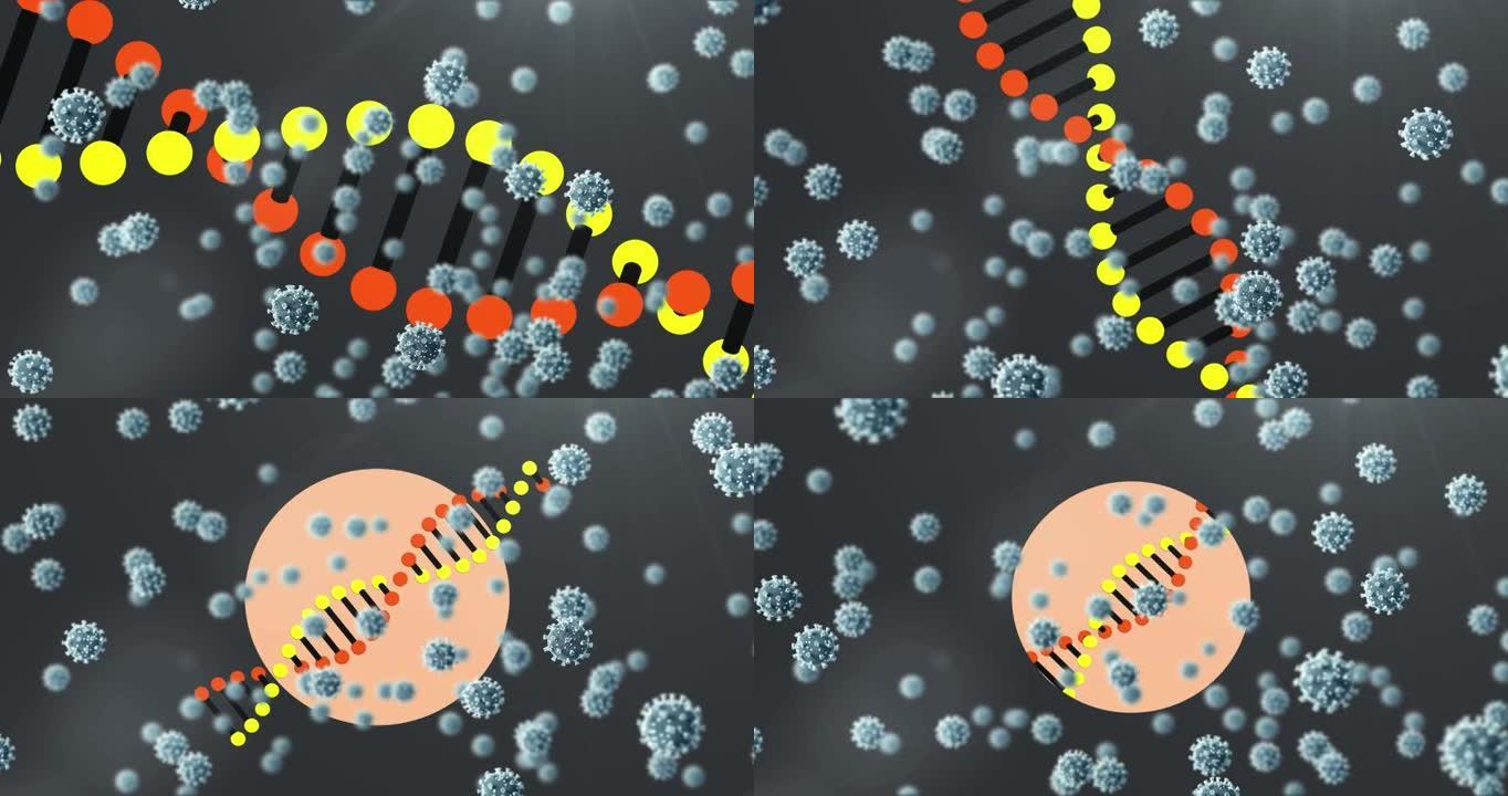 covid 19细胞的动画和dna链纺丝