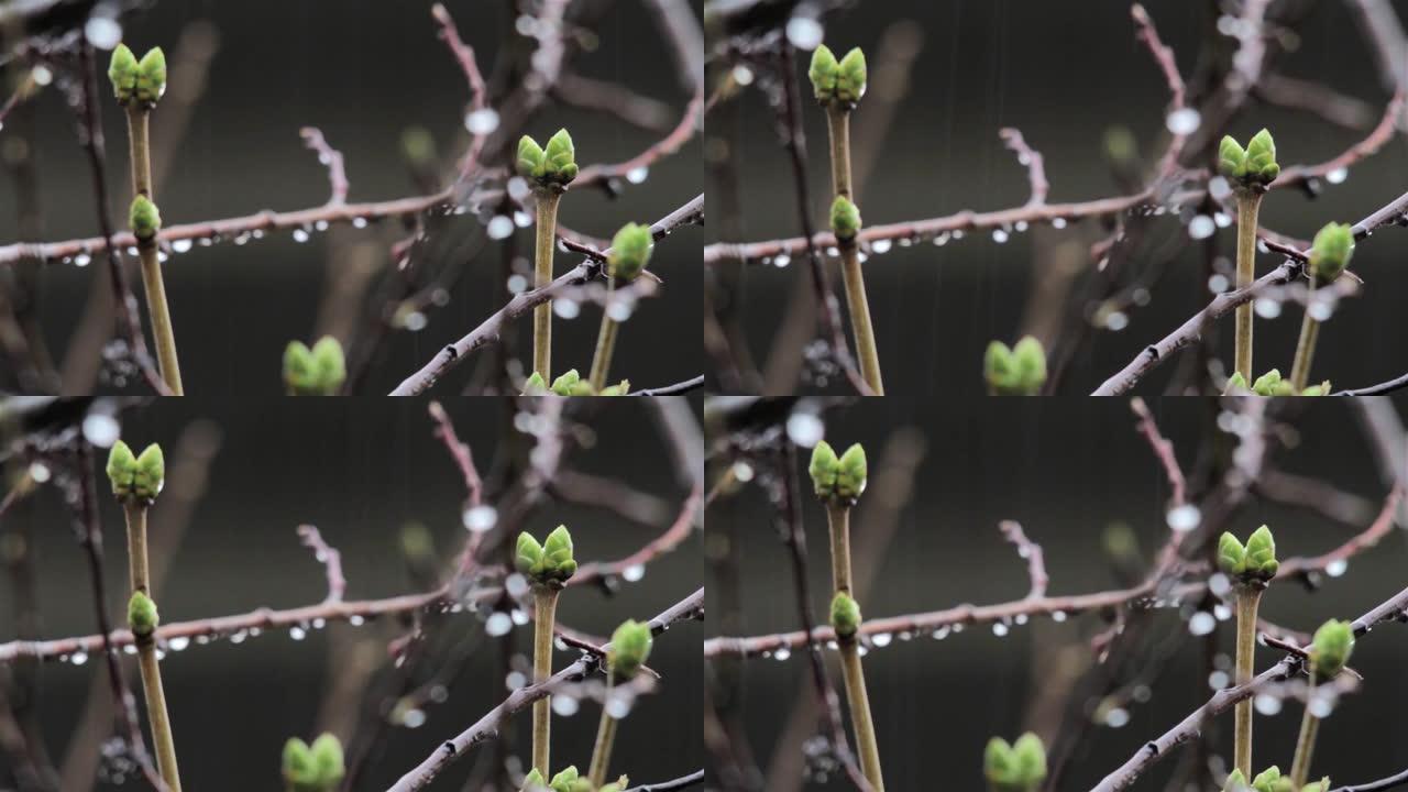 现在绿树成荫的树枝上的春雨22