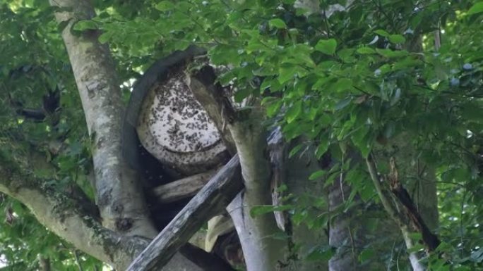 树上的蜂巢