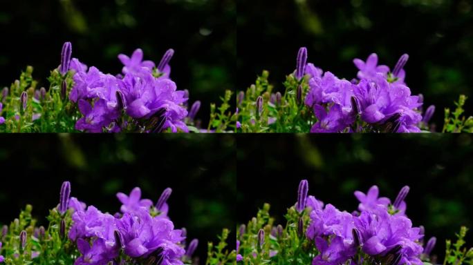 雨滴中的风铃草紫色。雨中的夏花